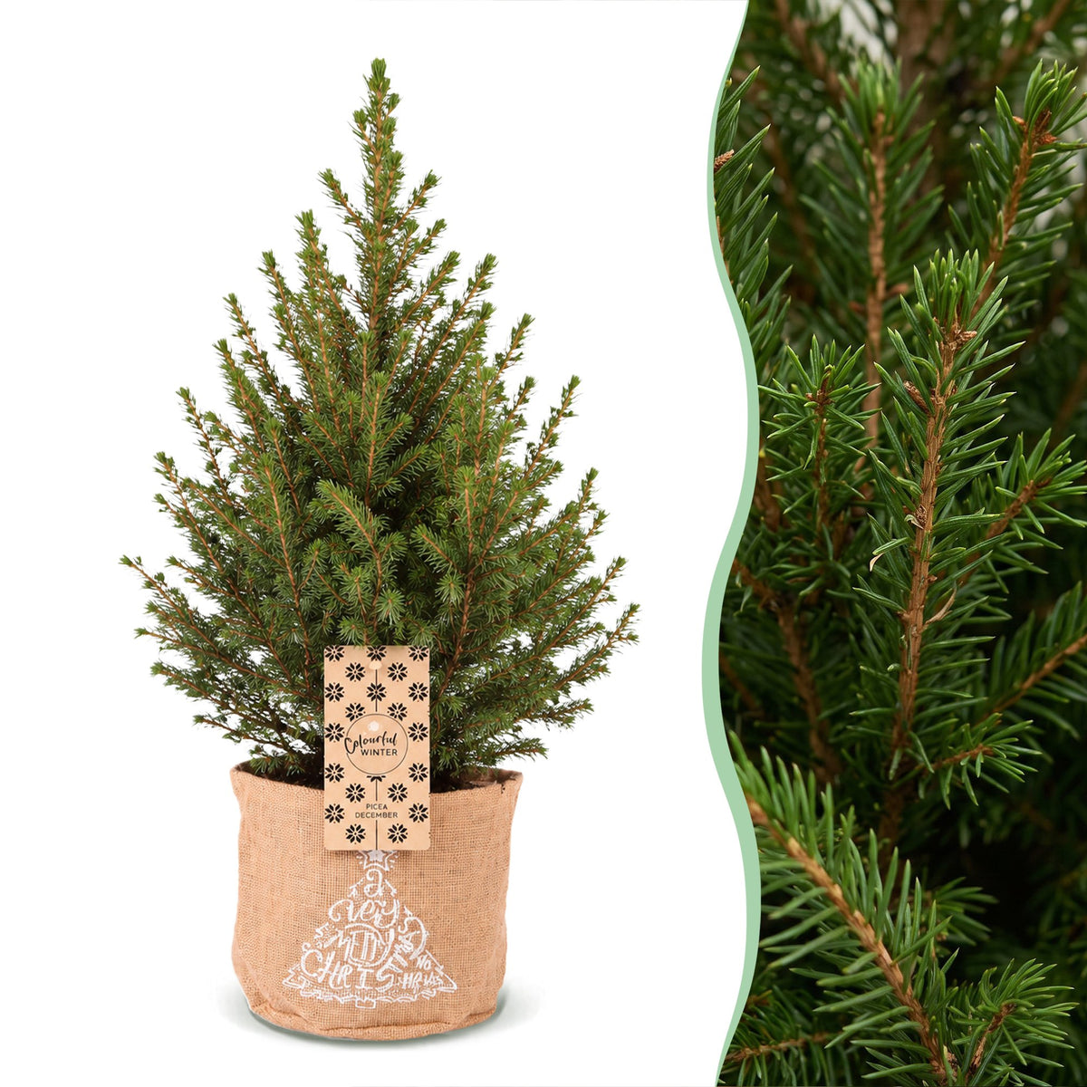 🎄 Picea glauca ‘Conica’ – Groene kegelspar met jute zak