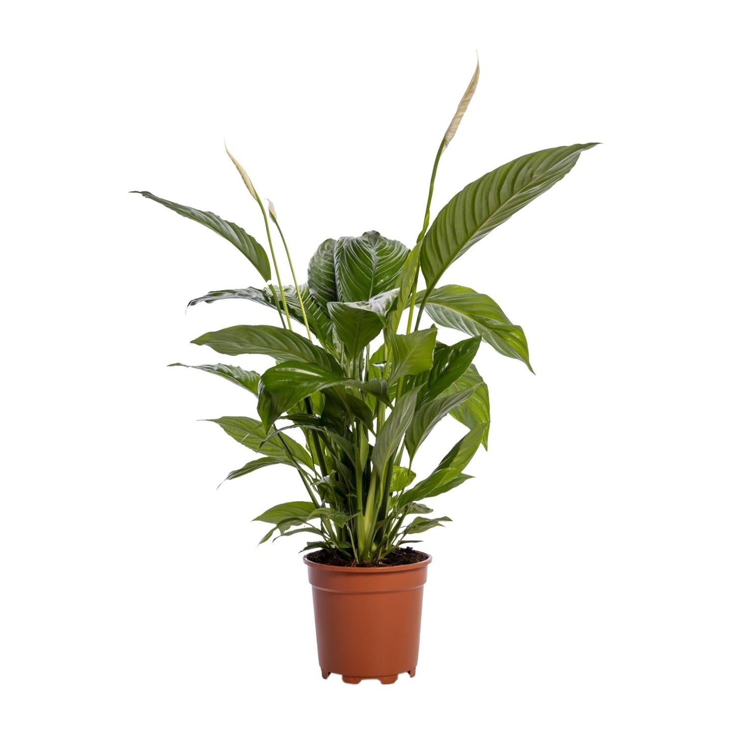 🌿 Spathiphyllum ‘Bingo Cupido’ Lepelplant