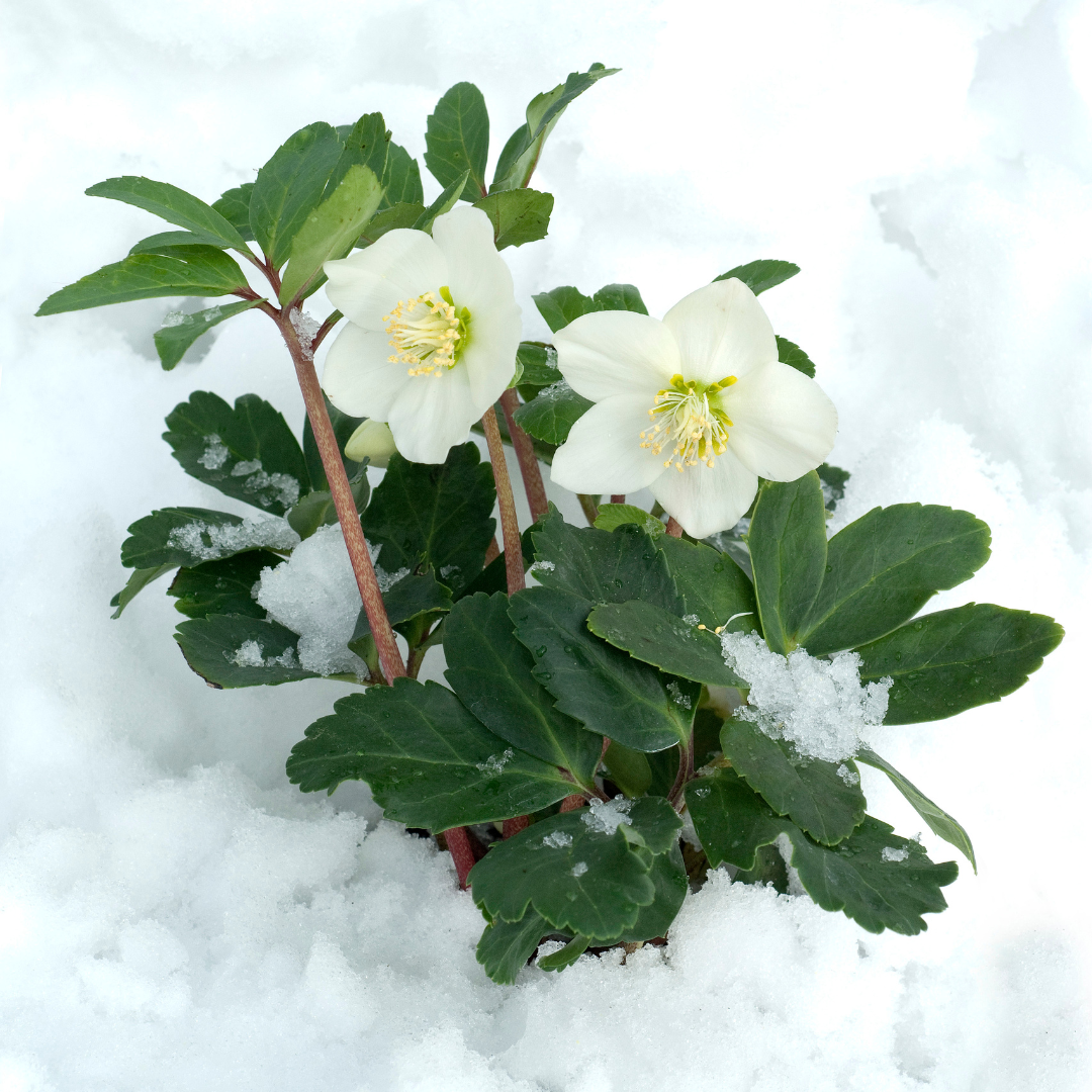 ❄️ Helleborus niger ‘Christmas Carol’ | Witte Kerstroos – Winterbloei | (6 stuks)