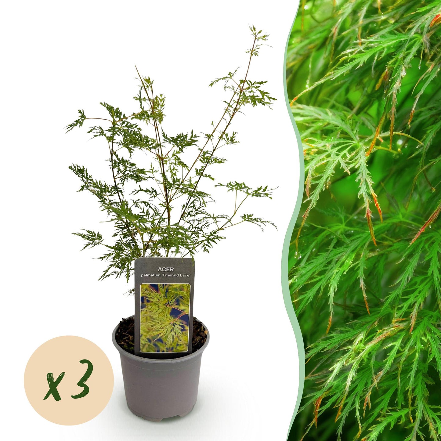 🍁 Acer palmatum ‘Emerald Lace’ – Groene Japanse Esdoorn | (3 stuks)