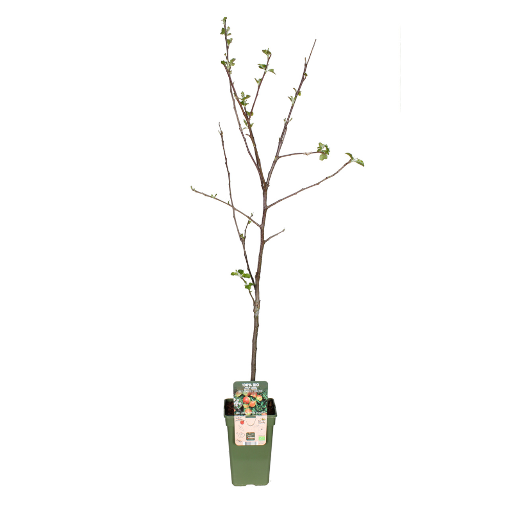 🍏 Malus domestica ‘Jonagold’ – Appelboom
