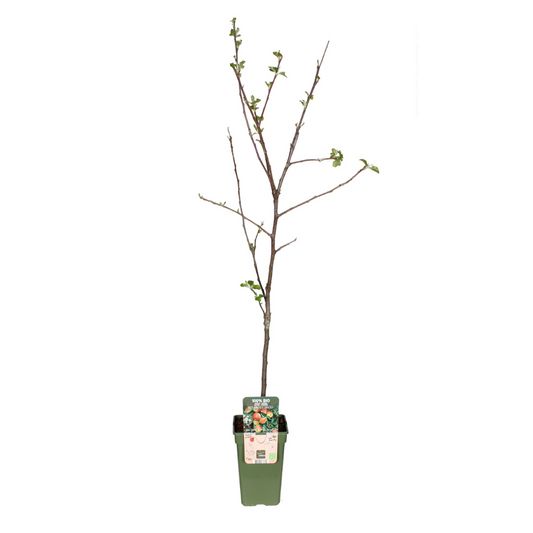 🍏 Malus domestica ‘Jonagold’ – Appelboom