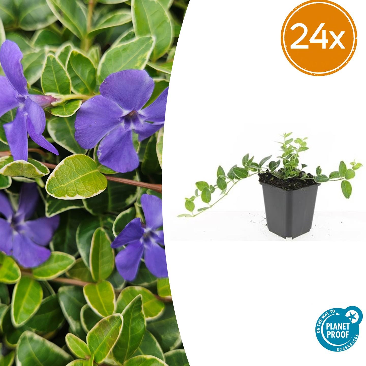 Vinca minor ‘Ralph Shugert’ – Bloeiende bodembedekker – (24 stuks)
