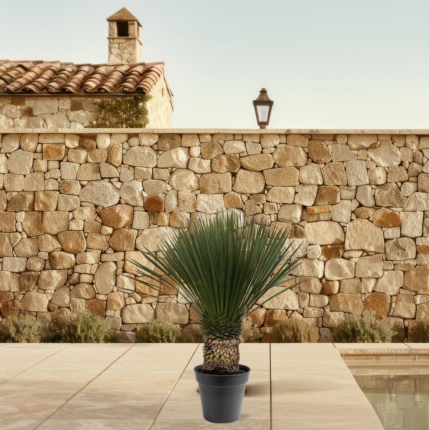 🌵 Yucca Rostrata – Blauwe Palmlelie