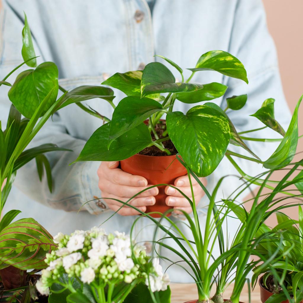 🌿 Groene Kneusjesbox – Red de planten met een schoonheidsfoutje  (12 stuks)