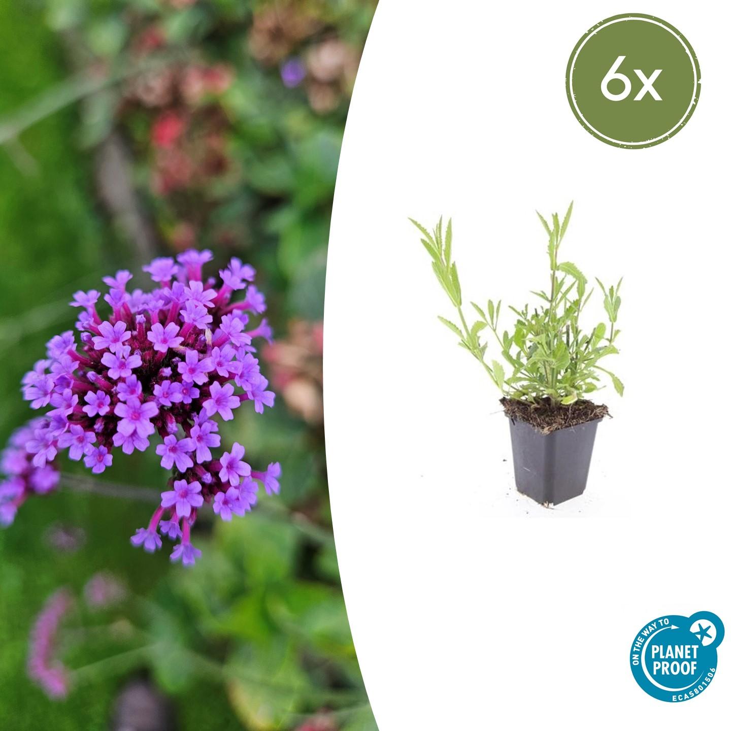 🦋 Verbena bonariensis – IJzerhard (6 Stuks)