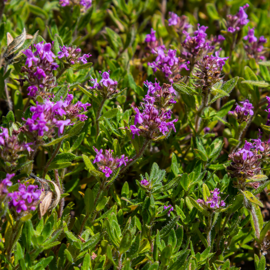 🌿 Thymus serpyllum – Winterharde Kruiptijm Bodembedekker (6 stuks)