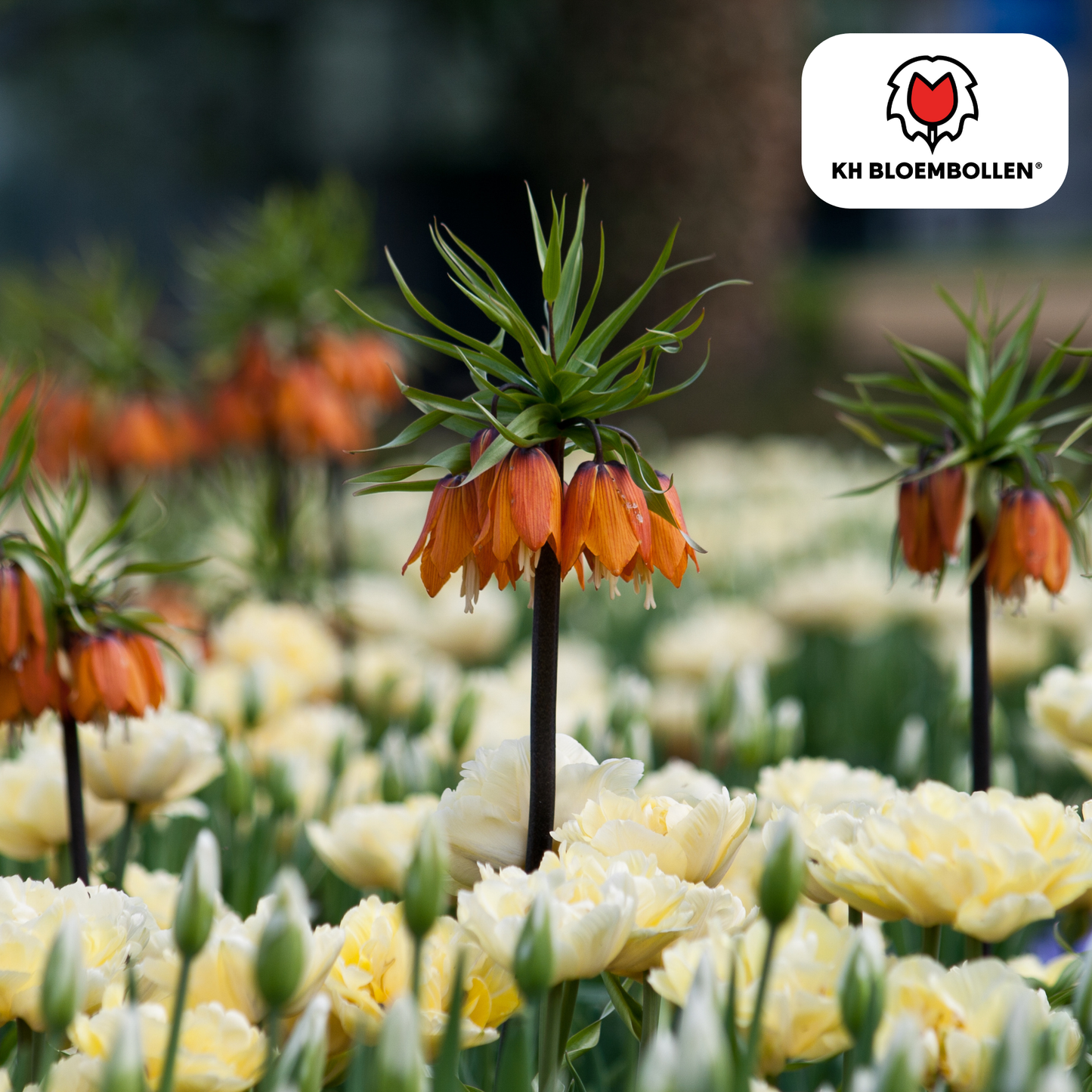 🌼 Fritillaria imperialis ‘Rubra’ Keizerskroon Rood/Oranje & Insectenwerend (5 stuks)
