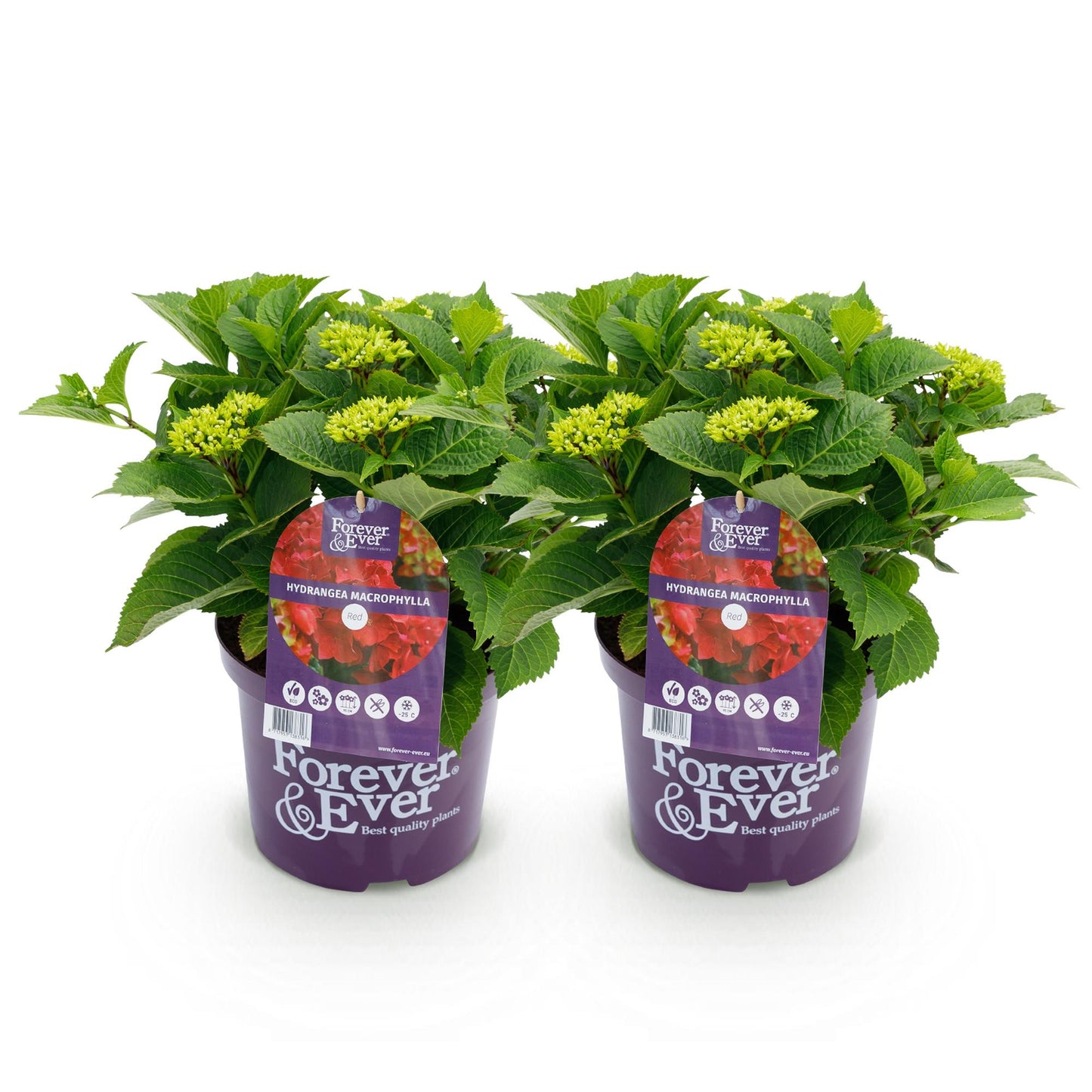 ❤️ Hydrangea Forever & Ever Rood – Hortensia | (2 stuks)