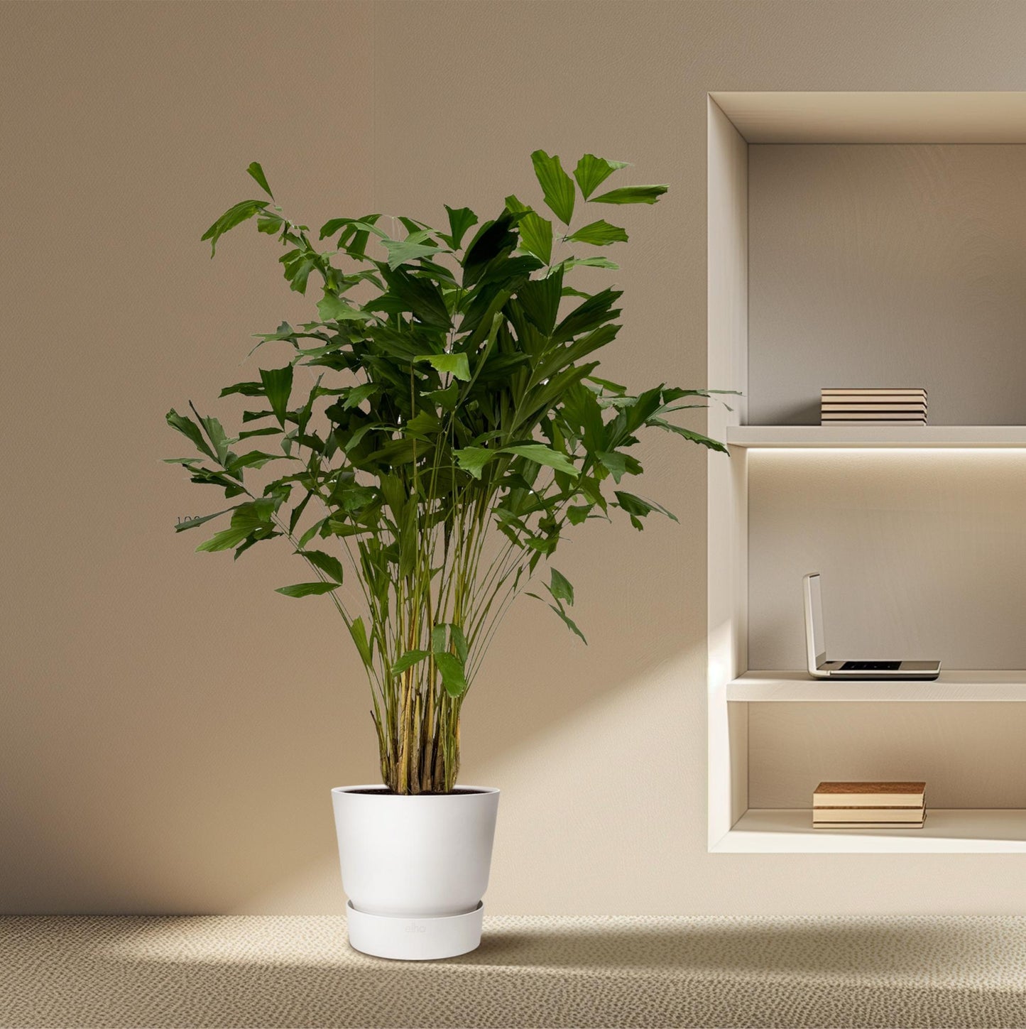 🌴 Caryota Mitis – Grote Vissenstaartpalm met Exclusieve Tropische Uitstraling