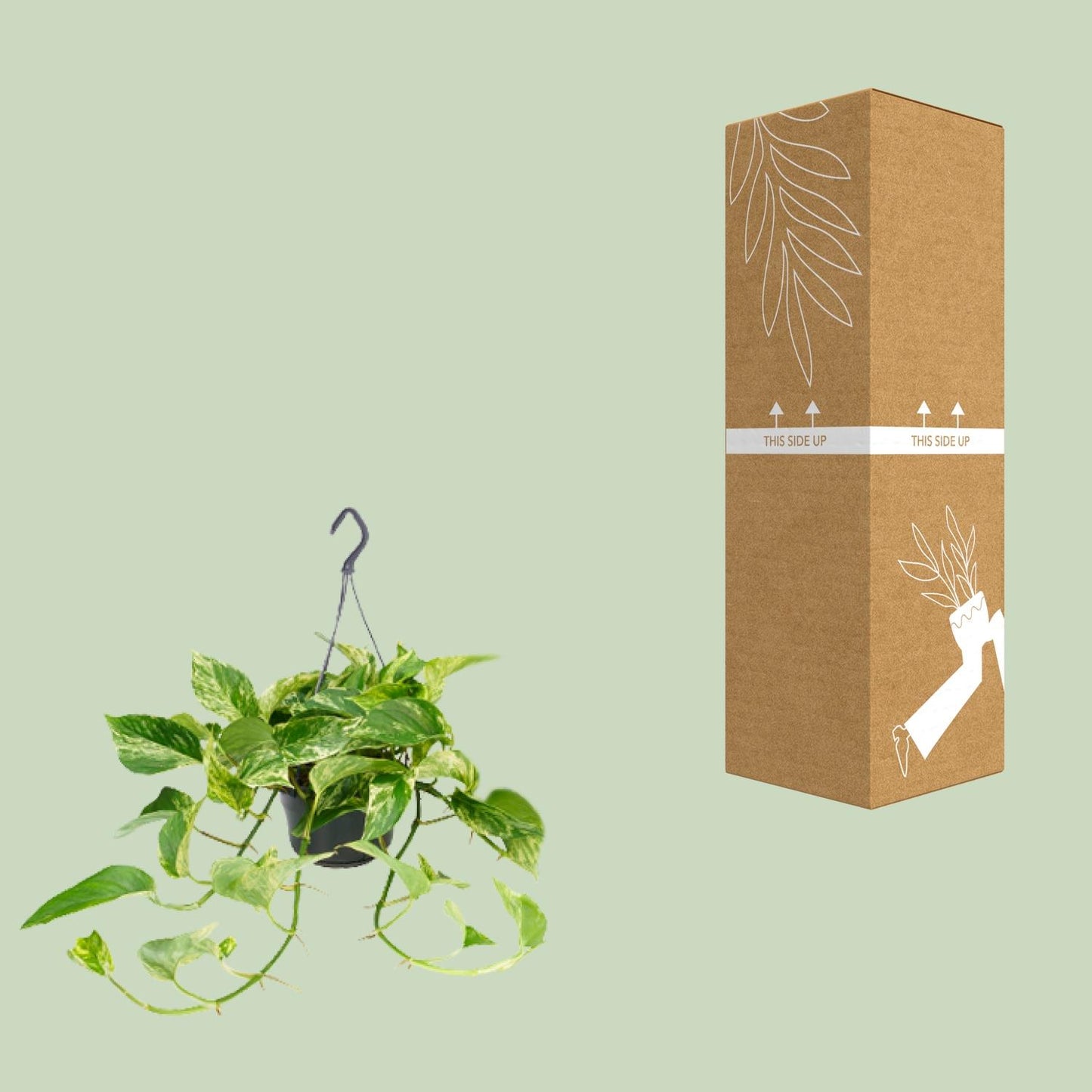 🌿 Epipremnum Marble Queen - Scindapsus