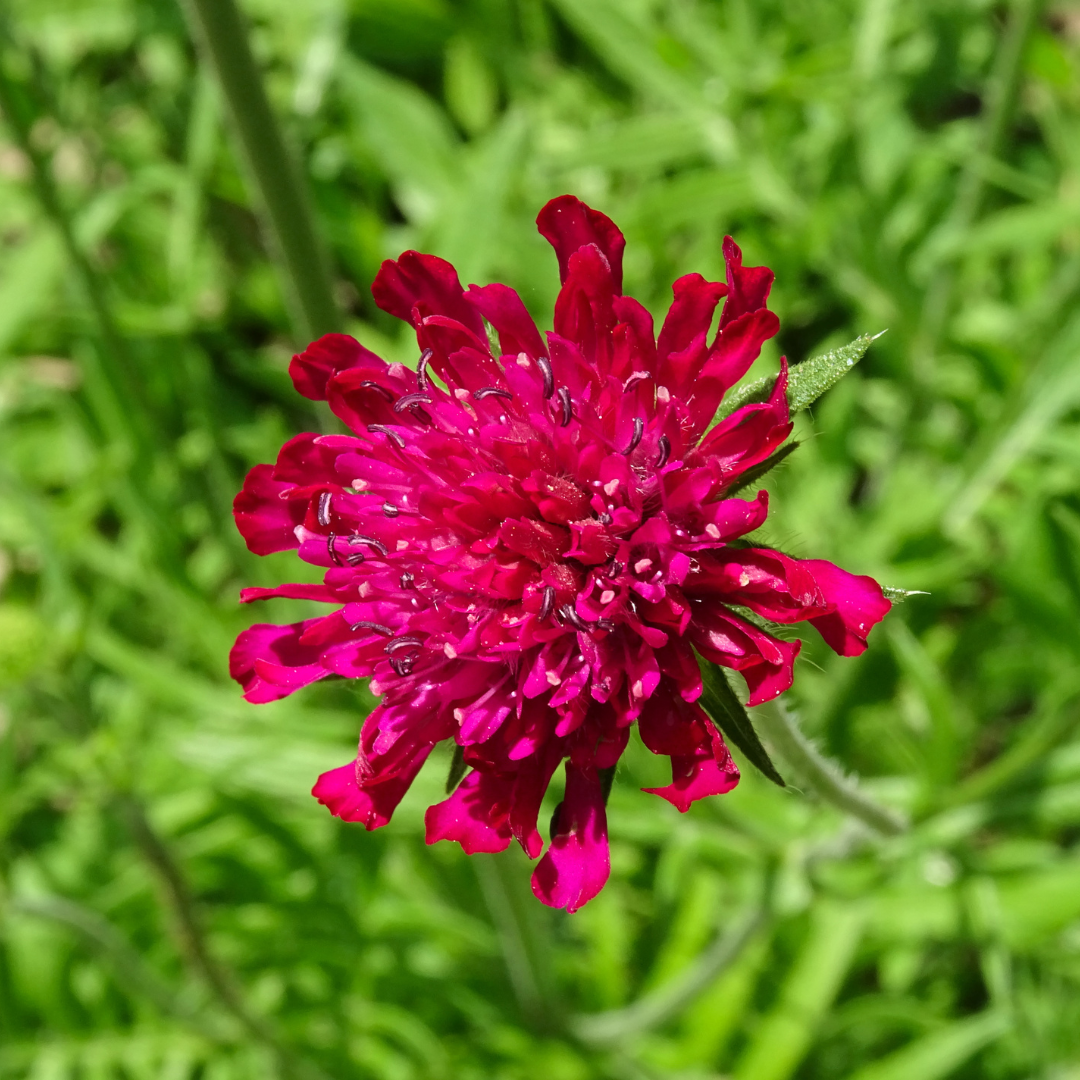 ❤️ Knautia macedonica – Beemdkroon | (6 stuks)