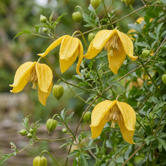 💛 Clematis tangutica – Chinese bosrank – Gele klimplant
