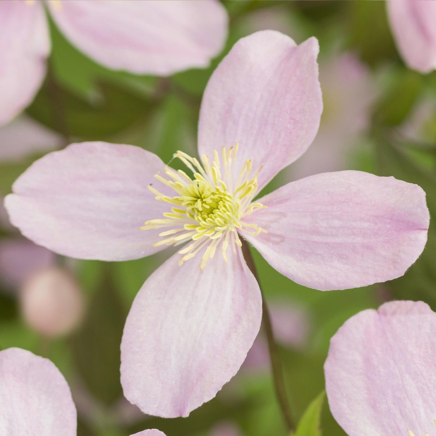 🌸 Clematis montana ‘Rubens’ – Klimplant (2 Stuks)