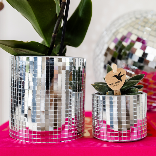 💜 Kolibri Company Plantenset Disco | Paarse Vienna Orchidee Ø9cm + Succulent in Keramieken Sierpotten