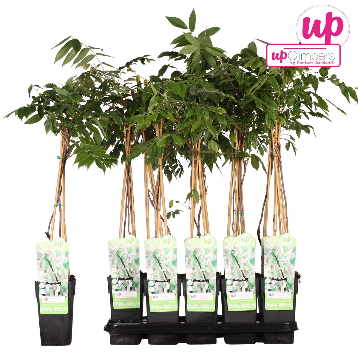 🤍 Wisteria floribunda ‘Alba’ – Witte Blauwe Regen
