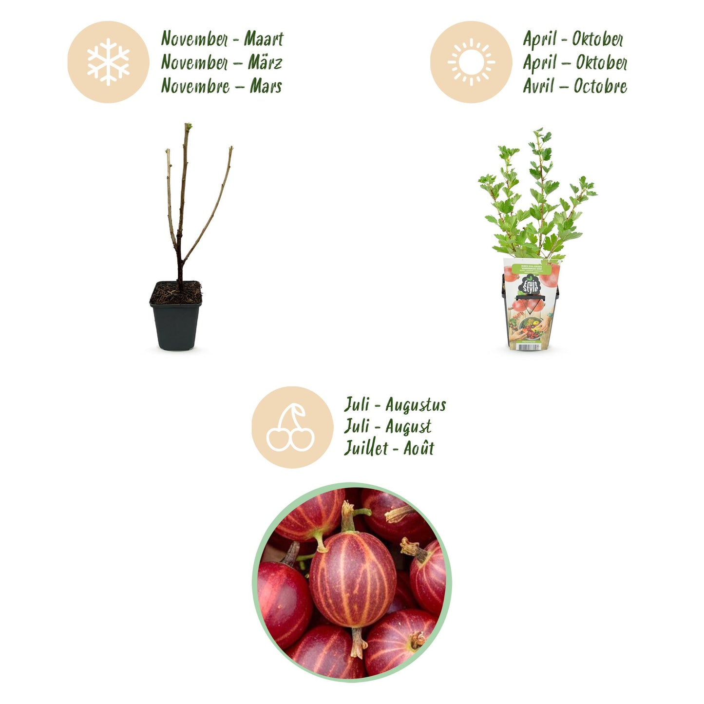 🍒 Kruisbes ‘Hinnonmäki Röd’ – Ribes uva-crispa | (3 stuks)