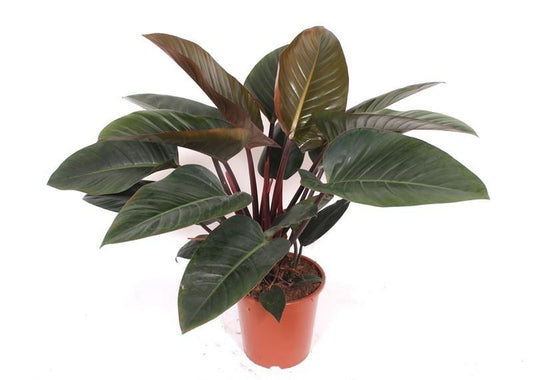 🌿Philodendron 'Red Beauty' – Grote Kamerplant