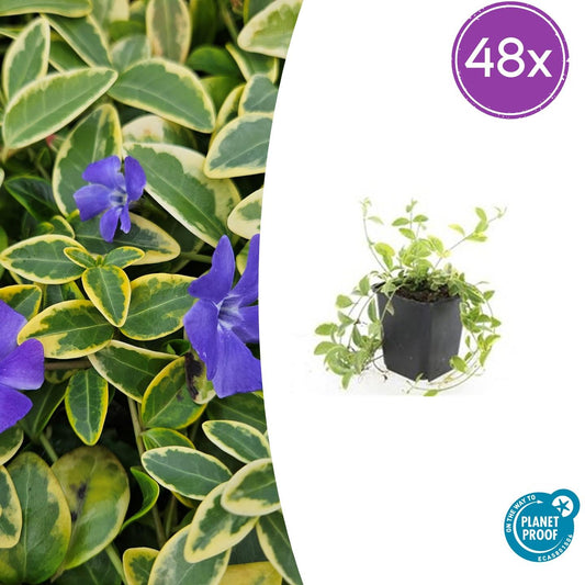 🌿 Vinca minor ‘Aureovariegata’ – Winterharde Geelbonte Bodembedekker (48 stuks – ca. 4–8 m²)