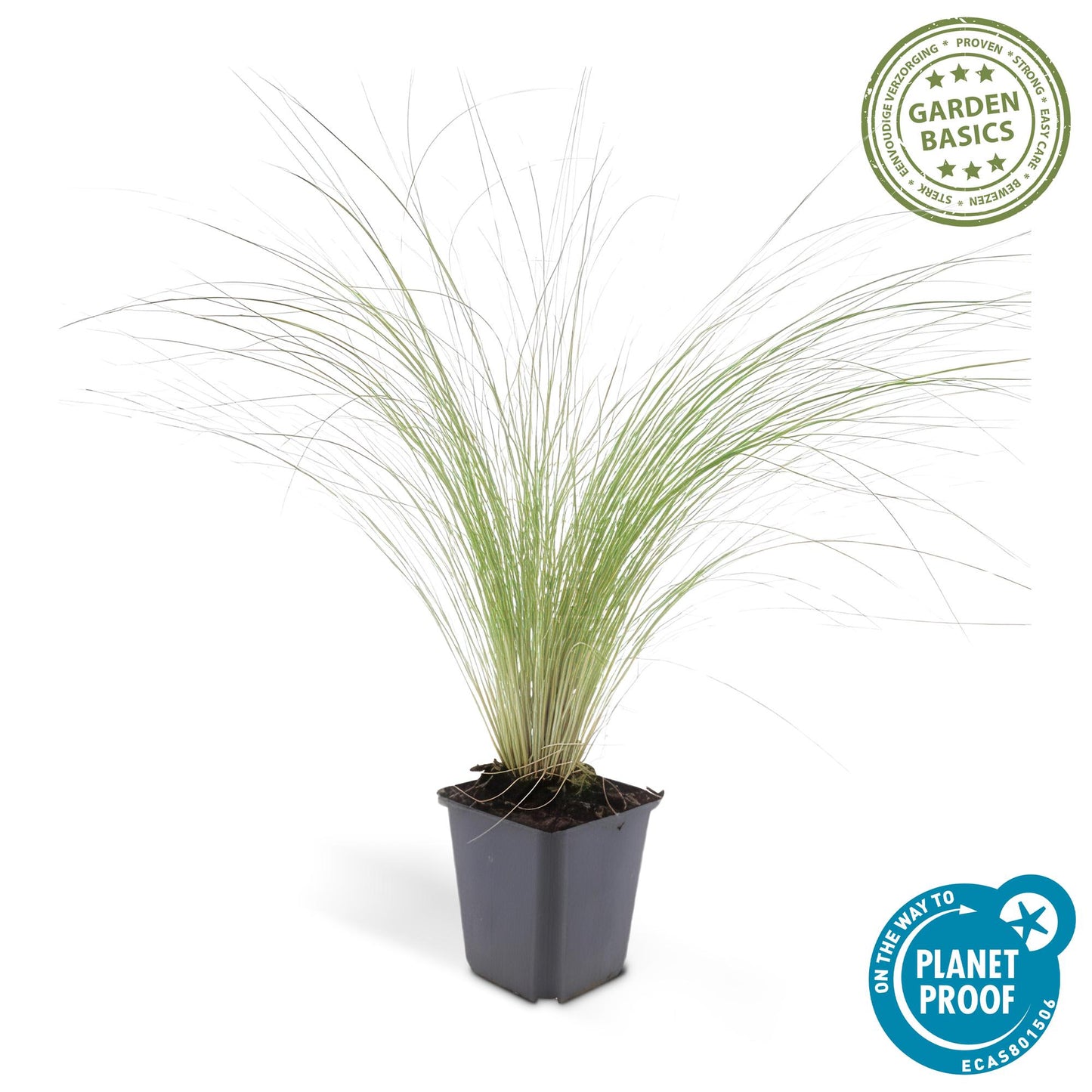 🌾 Stipa tenuissima ‘Ponytails’ | Siergras (48 Stuks)