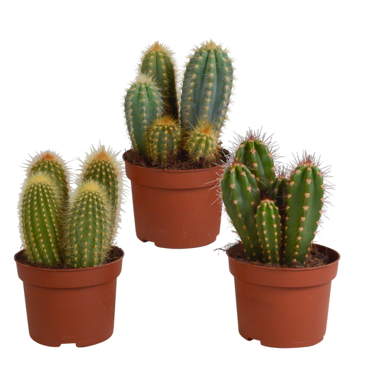 🌵 Cereus Mix – Set van 3 Cactussen – Ø10,5cm – Zonder pot – Stoer & Onderhoudsarm