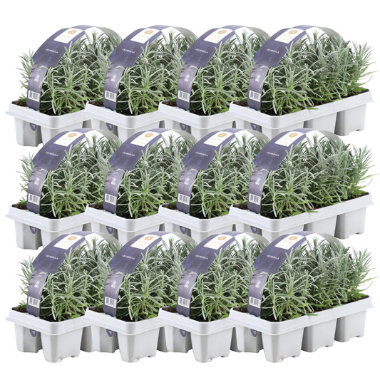 💜 Lavandula angustifolia – Lavendel Set | (72 stuks)