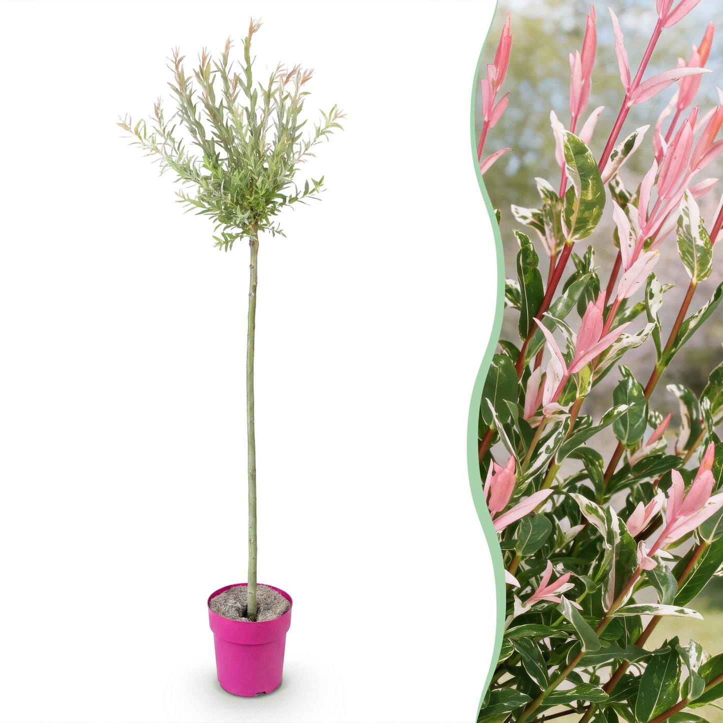 🌿 Salix Flamingo – Bonte Wilg
