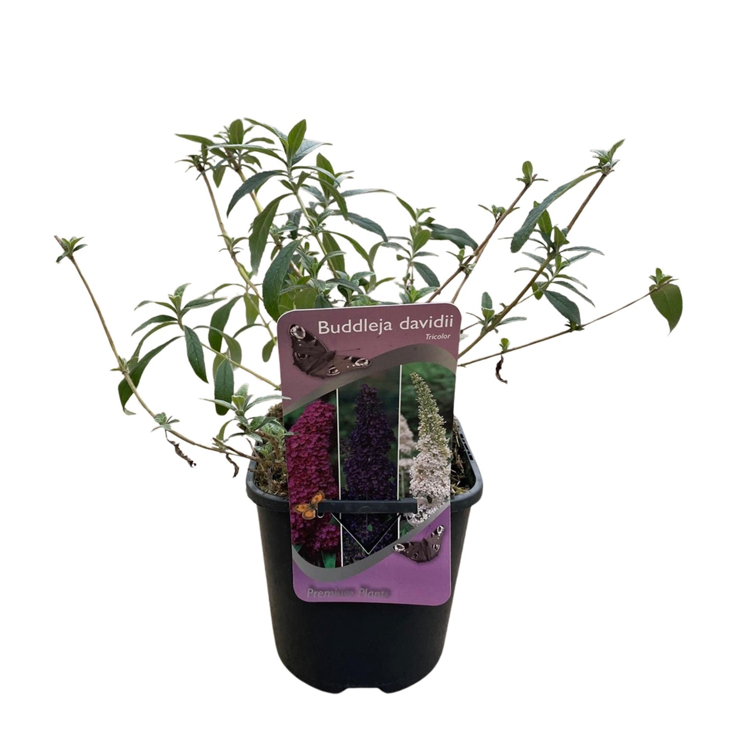 🦋 Buddleja davidii ‘Tricolour’ – Vlinderstruik (3 Stuks)