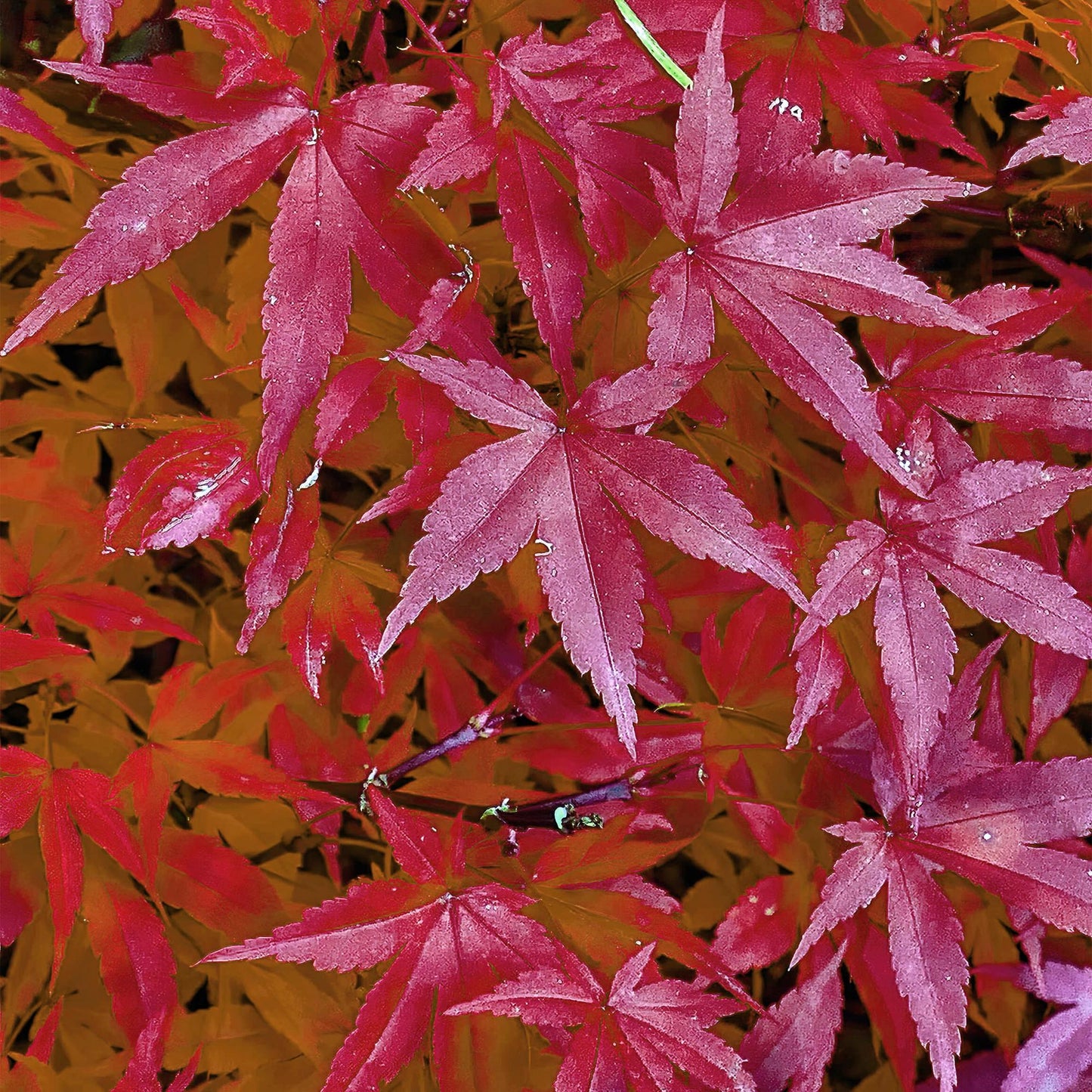 🌳 Acer palmatum ‘Pink Dwarf’ – Japanse Esdoorn (2 Stuks)