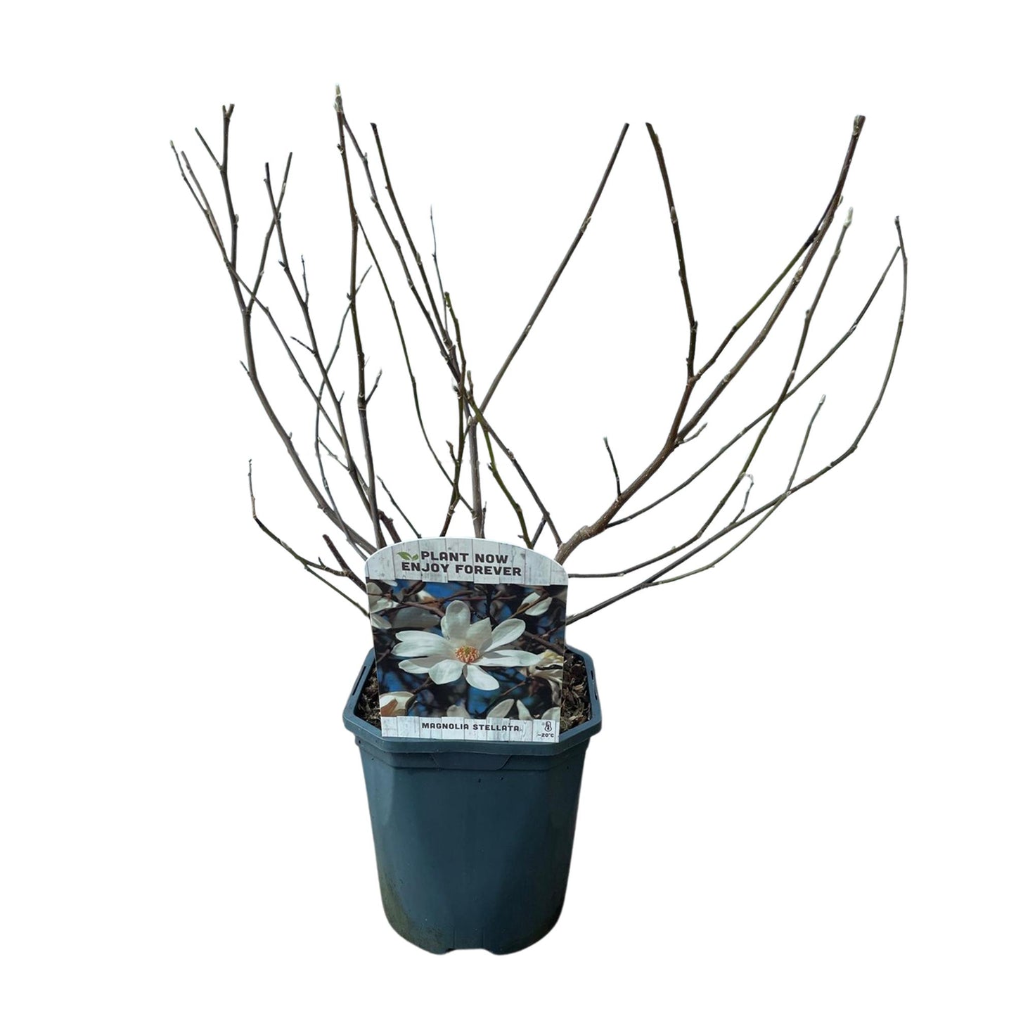 🤍 Magnolia stellata – Stermagnolia