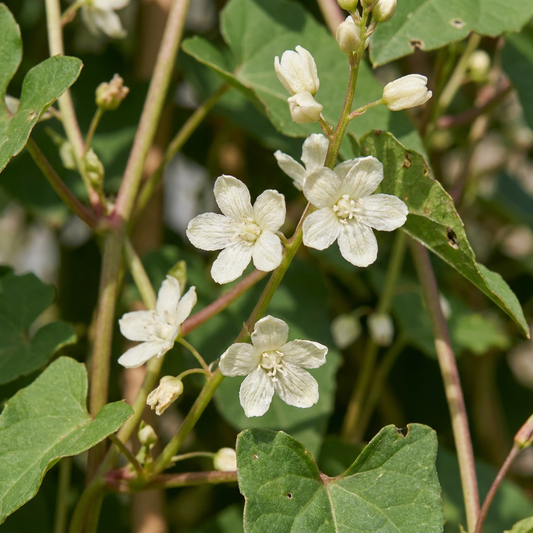 🤍 Fallopia aubertii – Bruidssluierplant – Witte klimplant