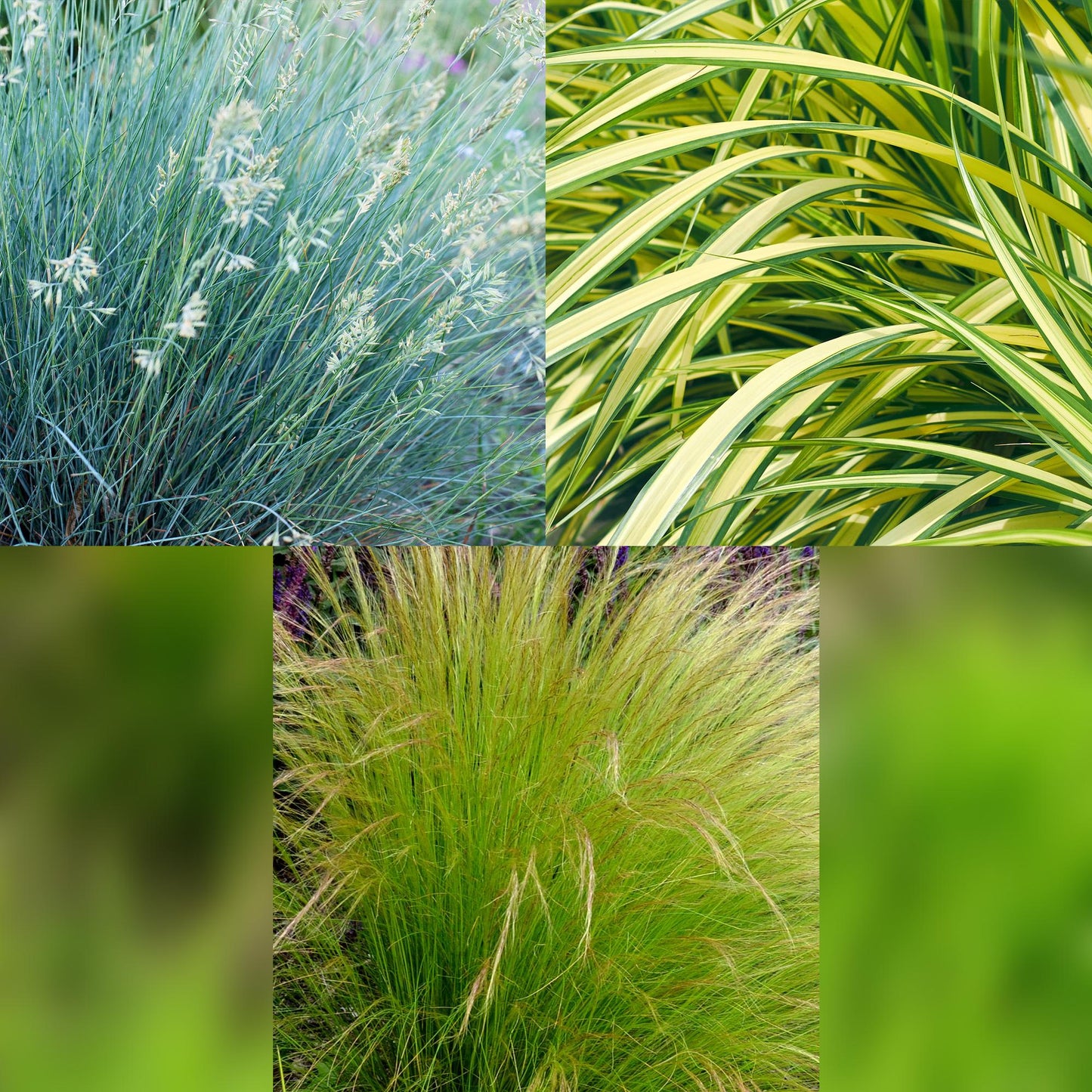 🌾 Siergrassen Mix – Blauw, Geel & Groen | (3 stuks)