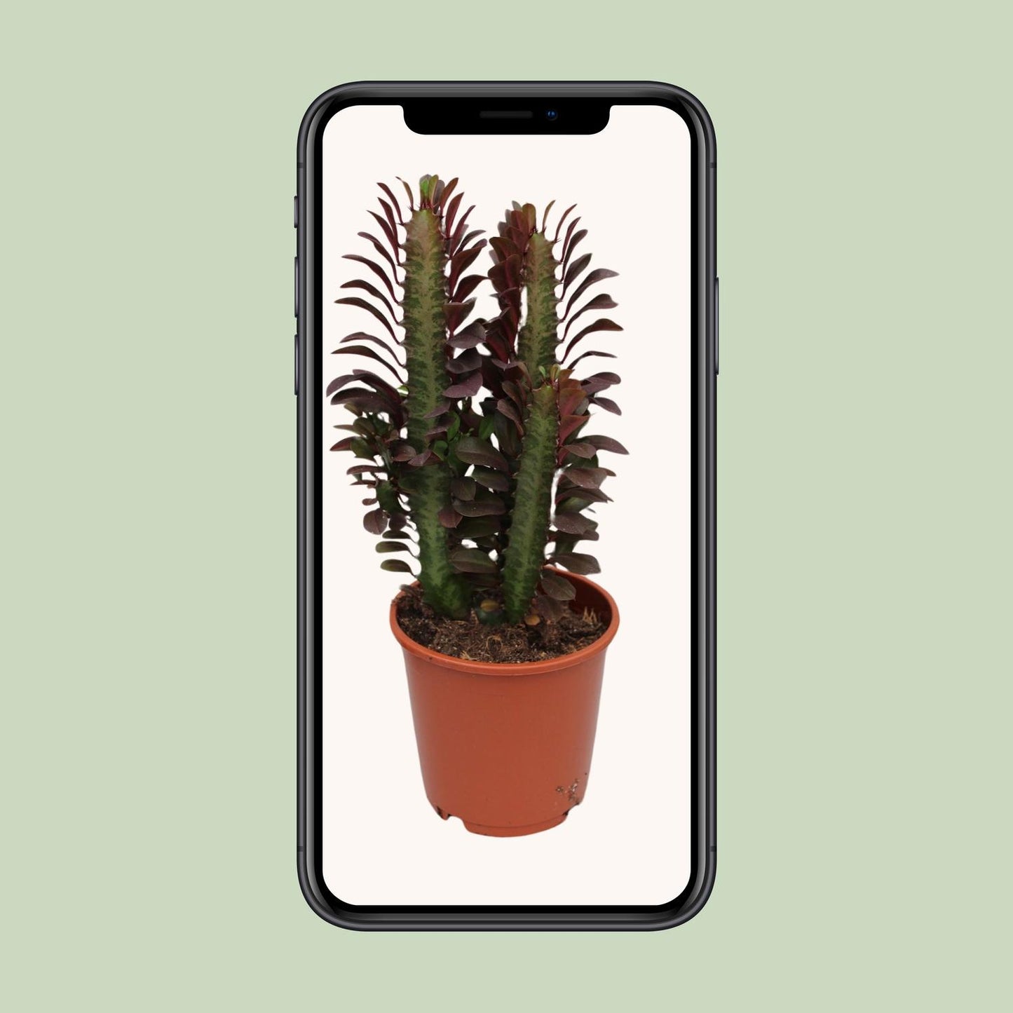 🌵 Euphorbia Trigona ‘Rubra’ | Afrikaanse Melkboom