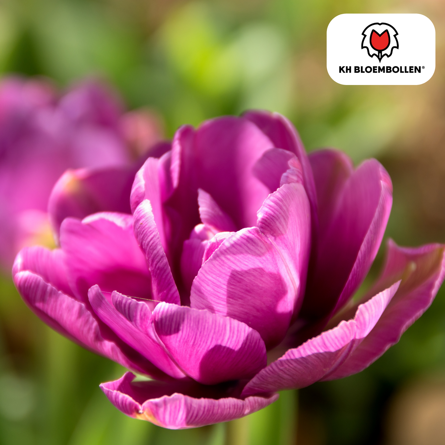 🌷 Tulpenbollen ‘Double Flag’ – Paarse Dubbelbloemige Tulp (20 Stuks)
