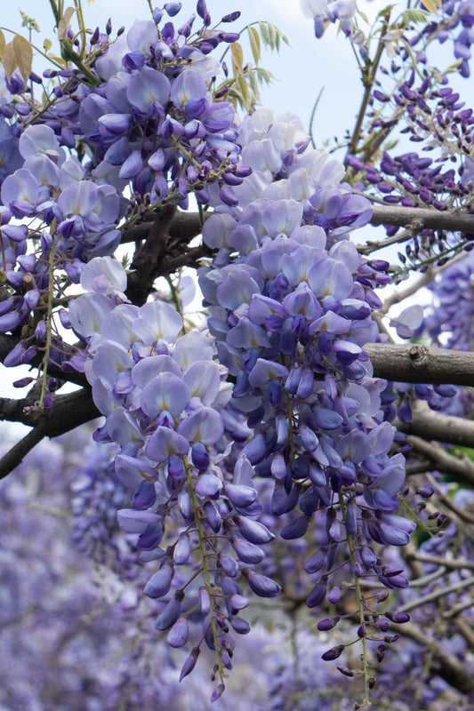 💜 Wisteria sinensis ‘Prolific’ – Blauwe Regen | (2 stuks)