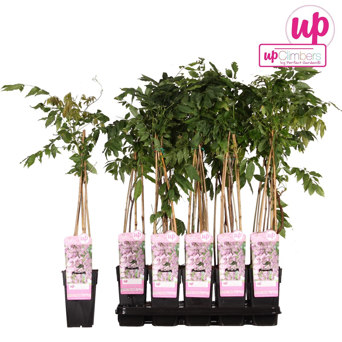 🌸 Wisteria floribunda ‘Rosea’ – Roze Blauwe Regen