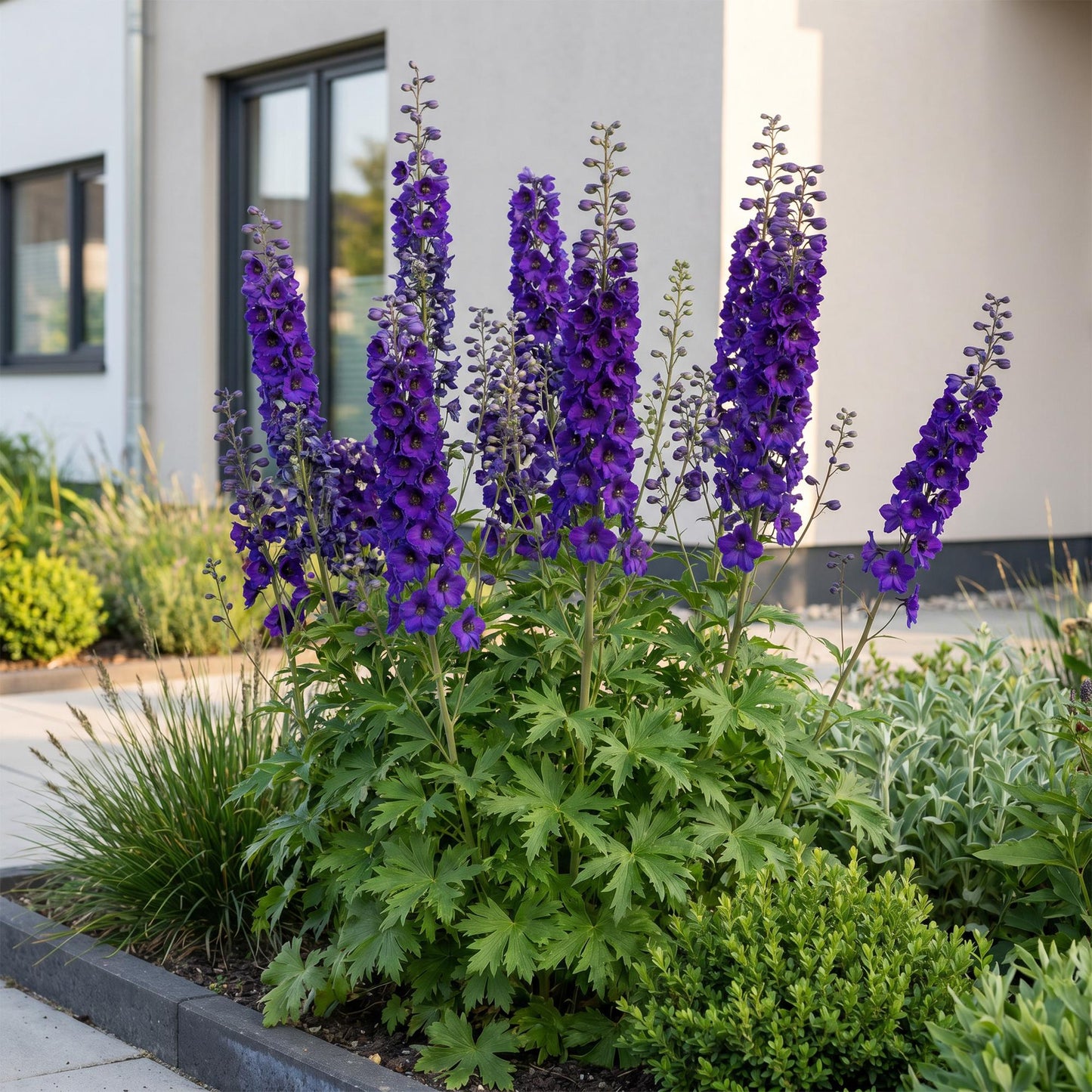🌿 Delphinium (Pacific) 'Black Knight' – Ridderspoor | 3 stuks