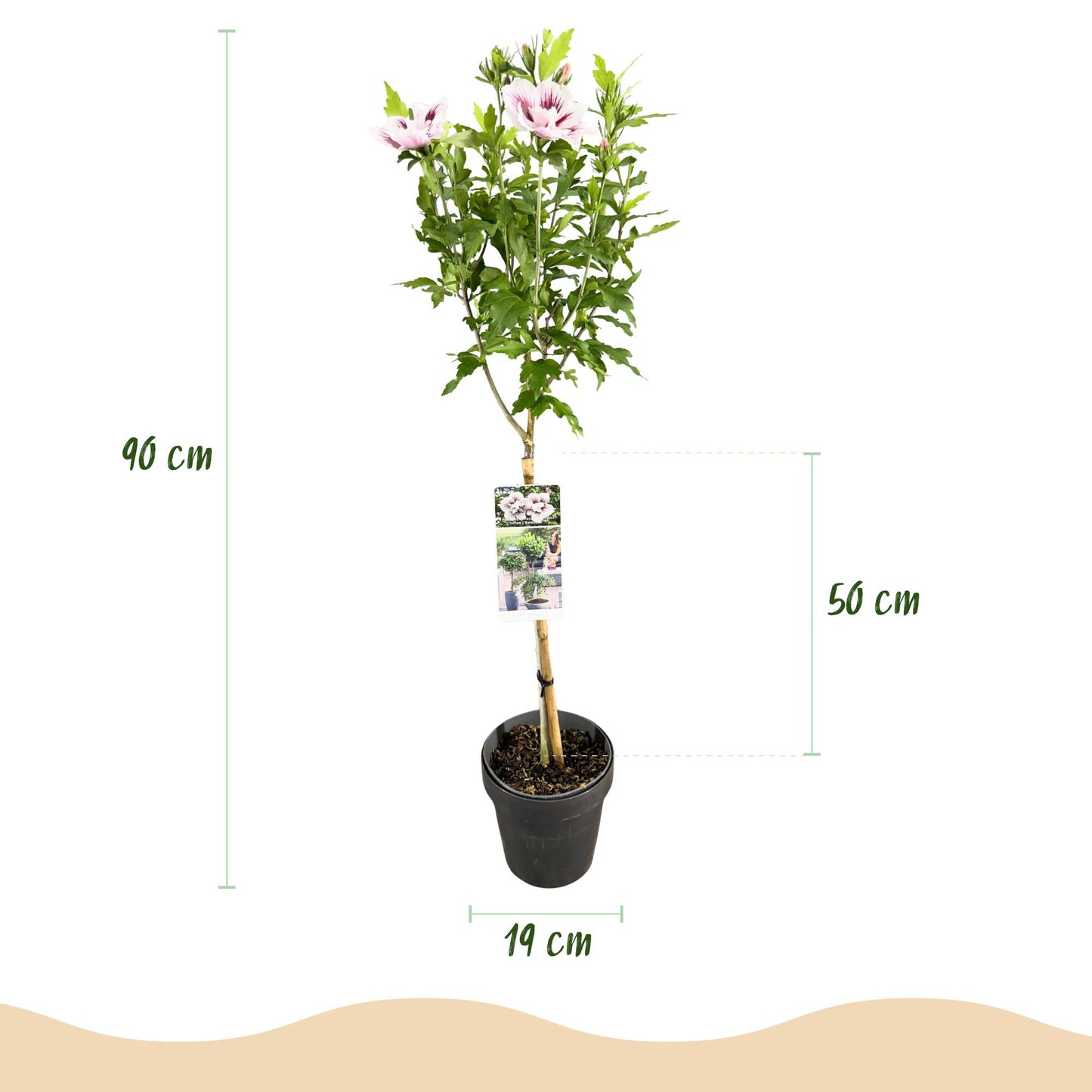 🌸 Hibiscus syriacus ‘Starburst Chiffon®’ – Hibiscus op Stam