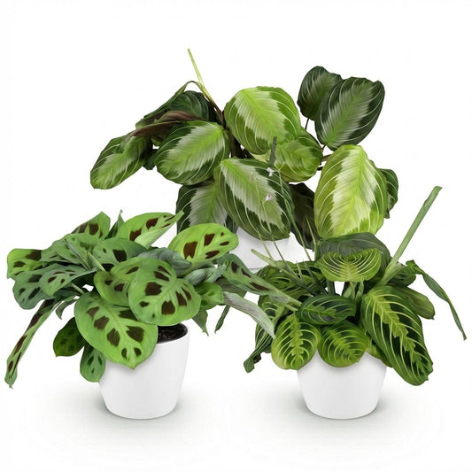 🌿 Maranta Mix | Diervriendelijke Gebedsplanten met Witte Pot (3 stuks)