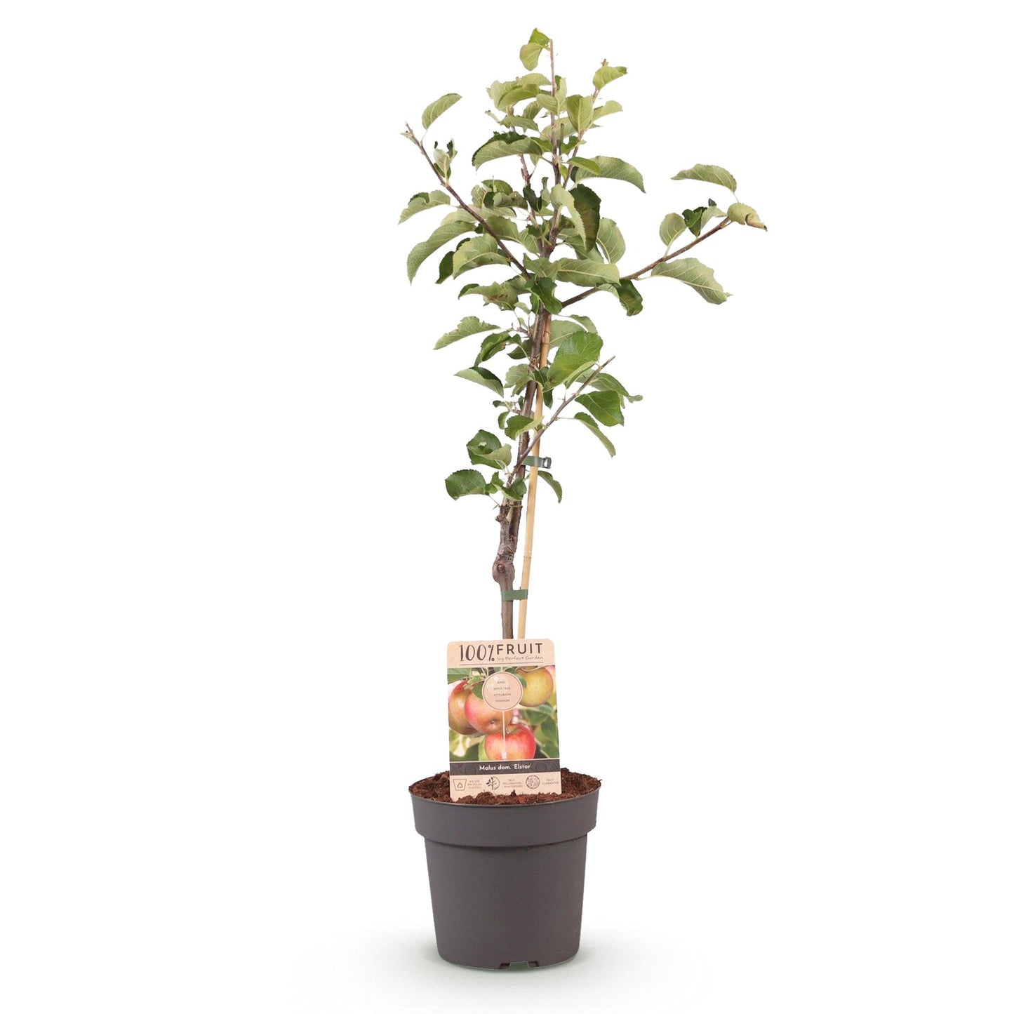 🍏 Malus domestica ‘Elstar’ – Appelboom