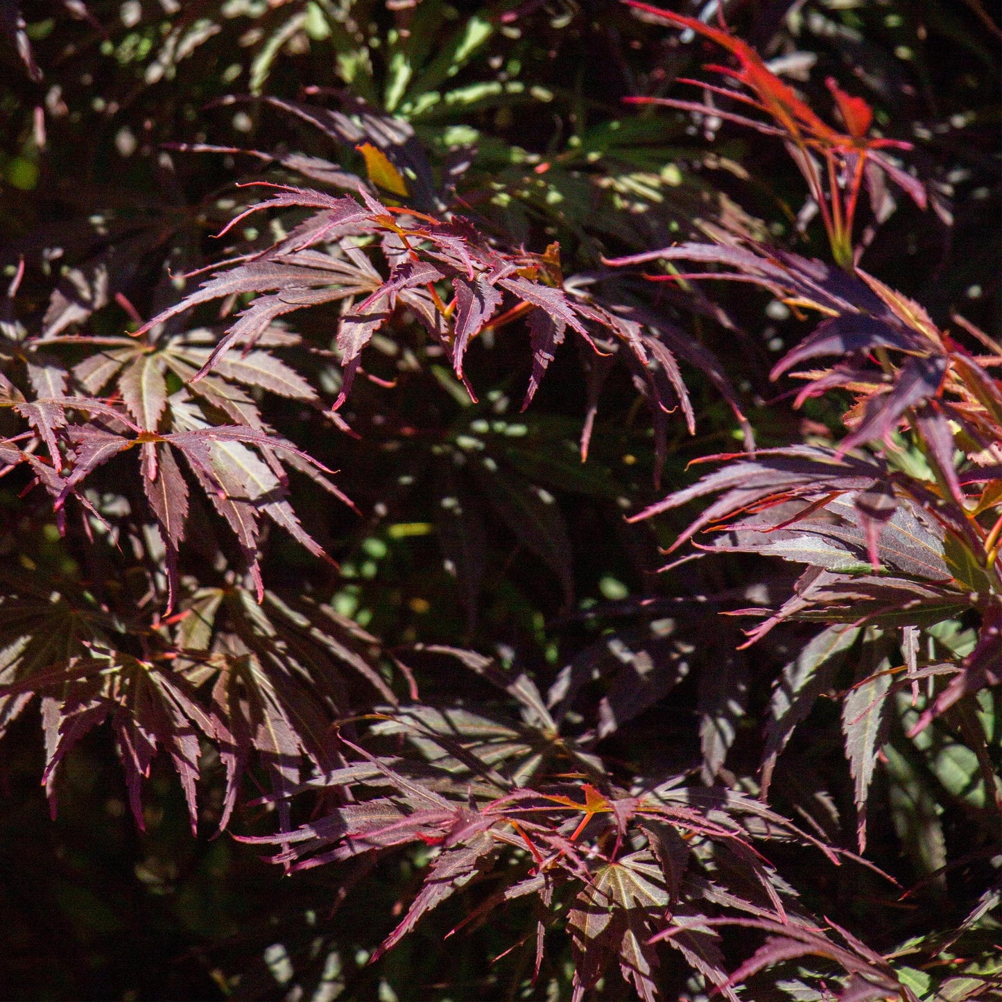 🍁 Acer palmatum ‘Trompenburg’ – Japanse Esdoorn Donkerpaars (2 stuks)