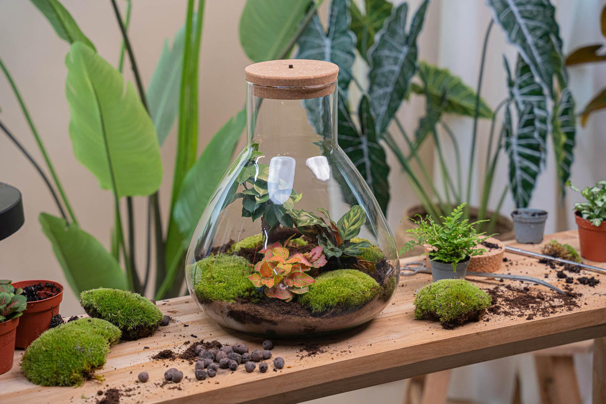 💡 DIY Plantenterrarium met Verlichting – Sam XL Red