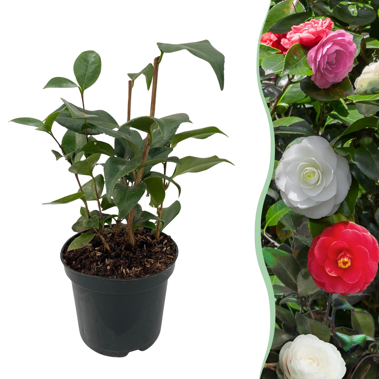 🌸 Camellia japonica ‘Tricolour’ – Camelia