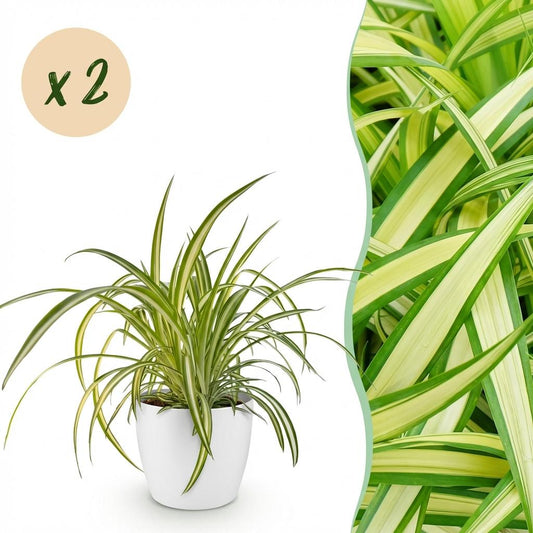🌿 Chlorophytum Variegatum | Diervriendelijke Bonte Graslelie met Witte Pot (2 stuks)