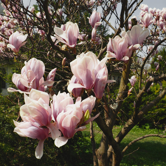 🌸 Magnolia × soulangeana – Beverboom
