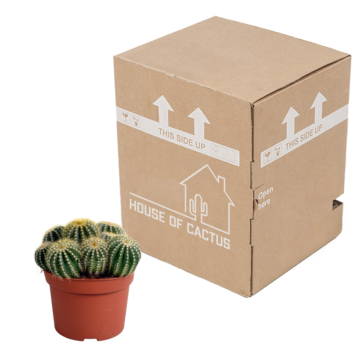 🌵 Eriocactus warasii – Unieke Bolcactus