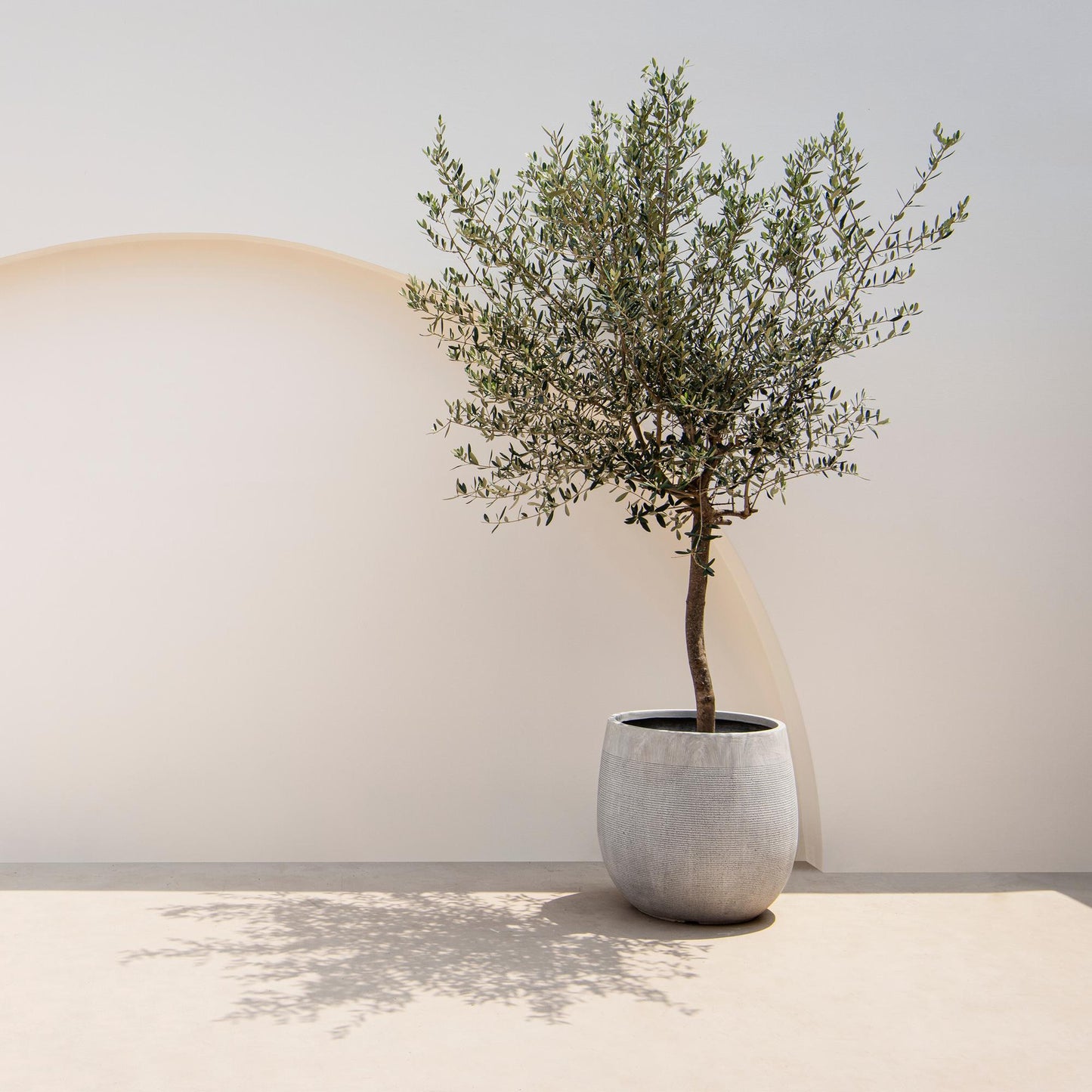 🌳 Olea europaea – Olijfboom op Stam
