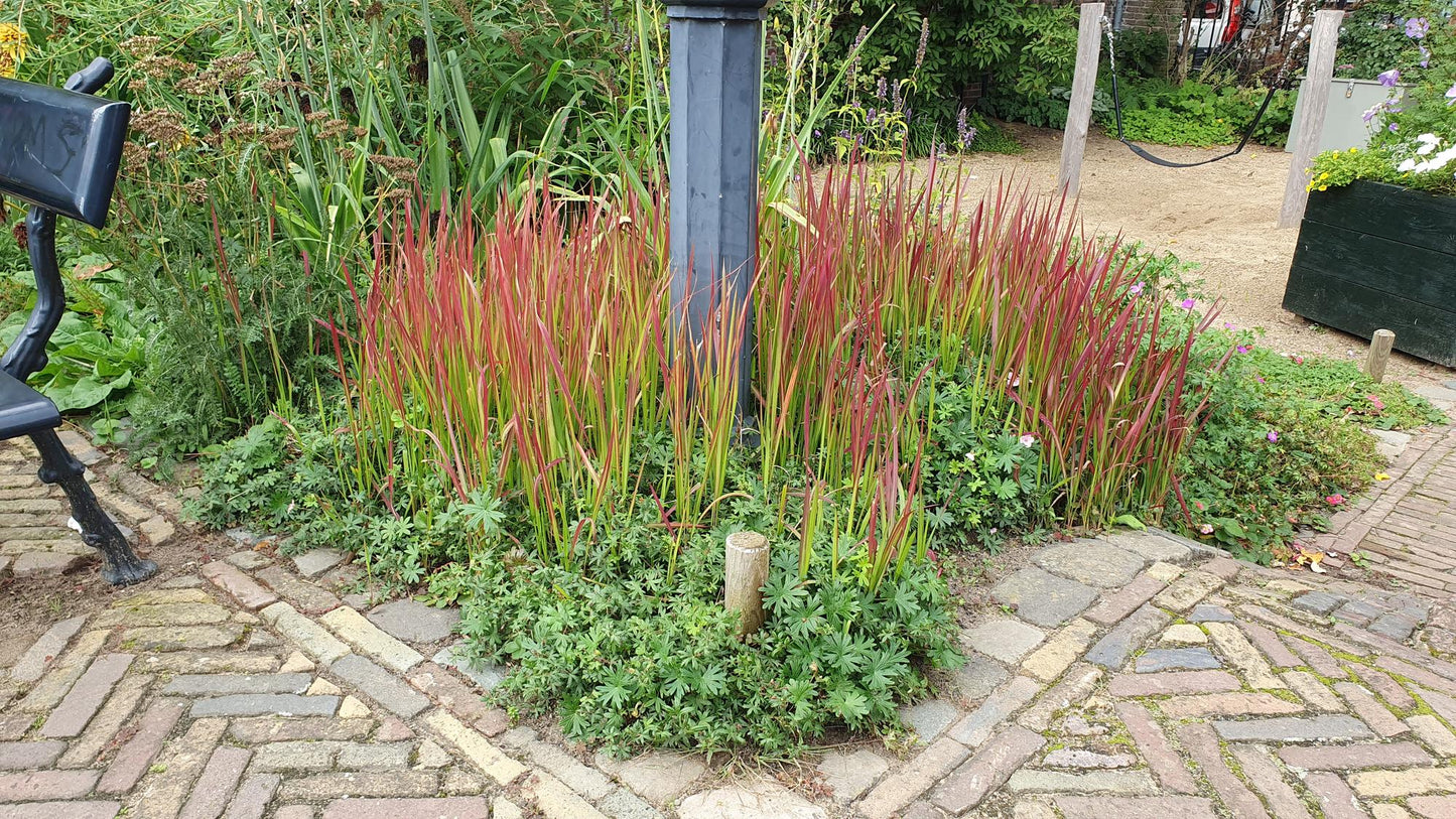 🌾 Imperata cylindrica ‘Red Baron’ | Japans Bloedgras (6 Stuks)