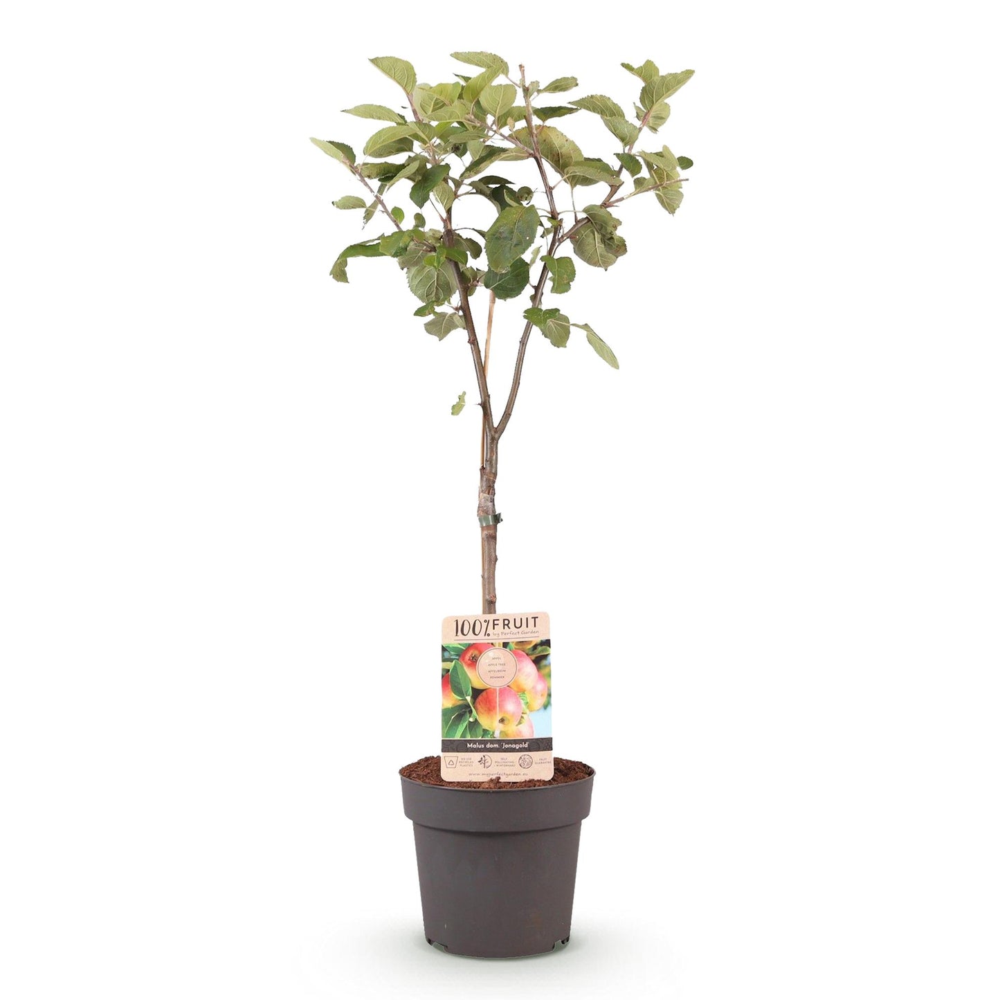 🍏 Malus domestica ‘Jonagold’ – Appelboom