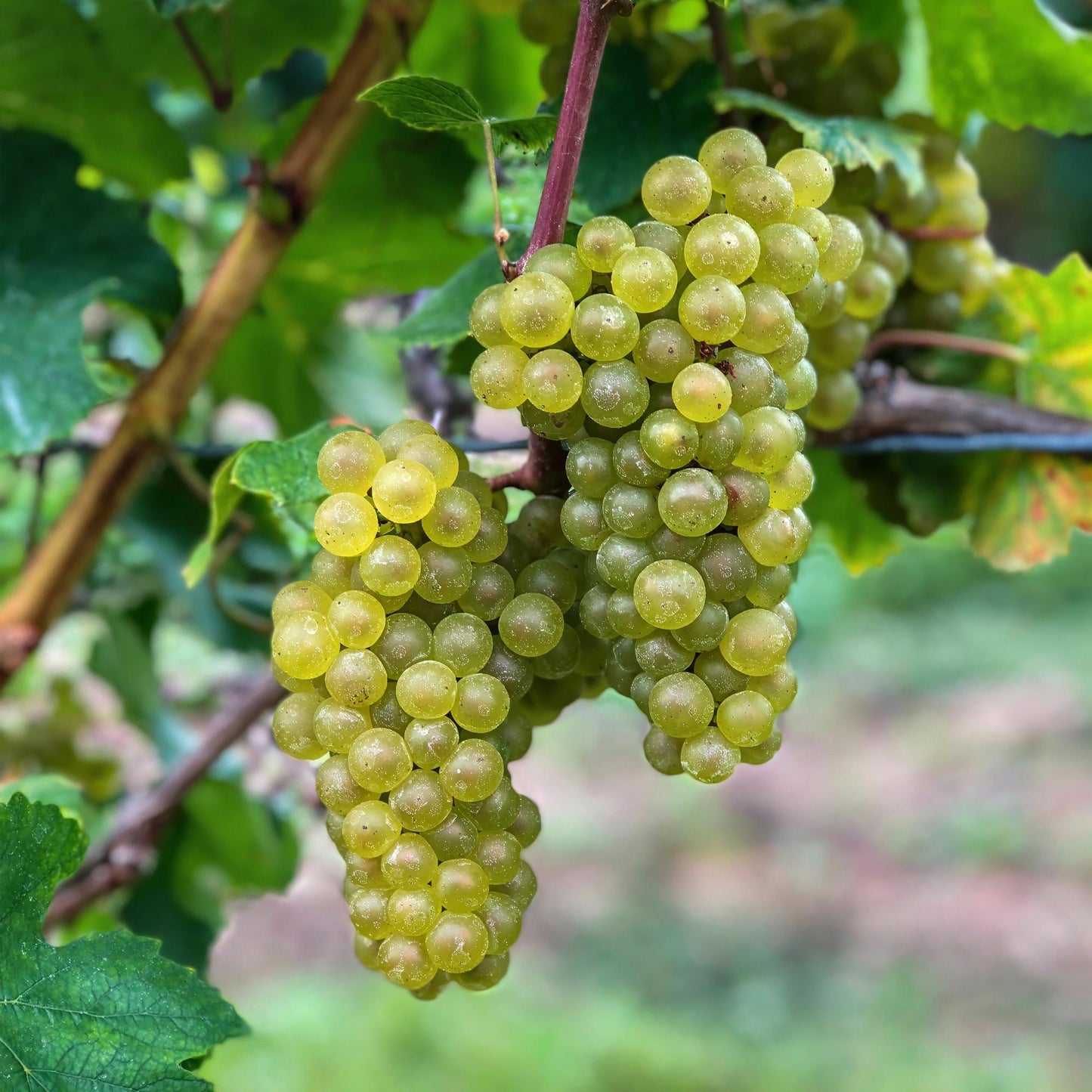 🍇 Vitis vinifera ‘Bianca’ – Witte Druif (2 Stuks)